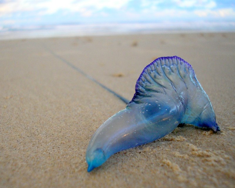 A bluebottle jellyfish on a beach