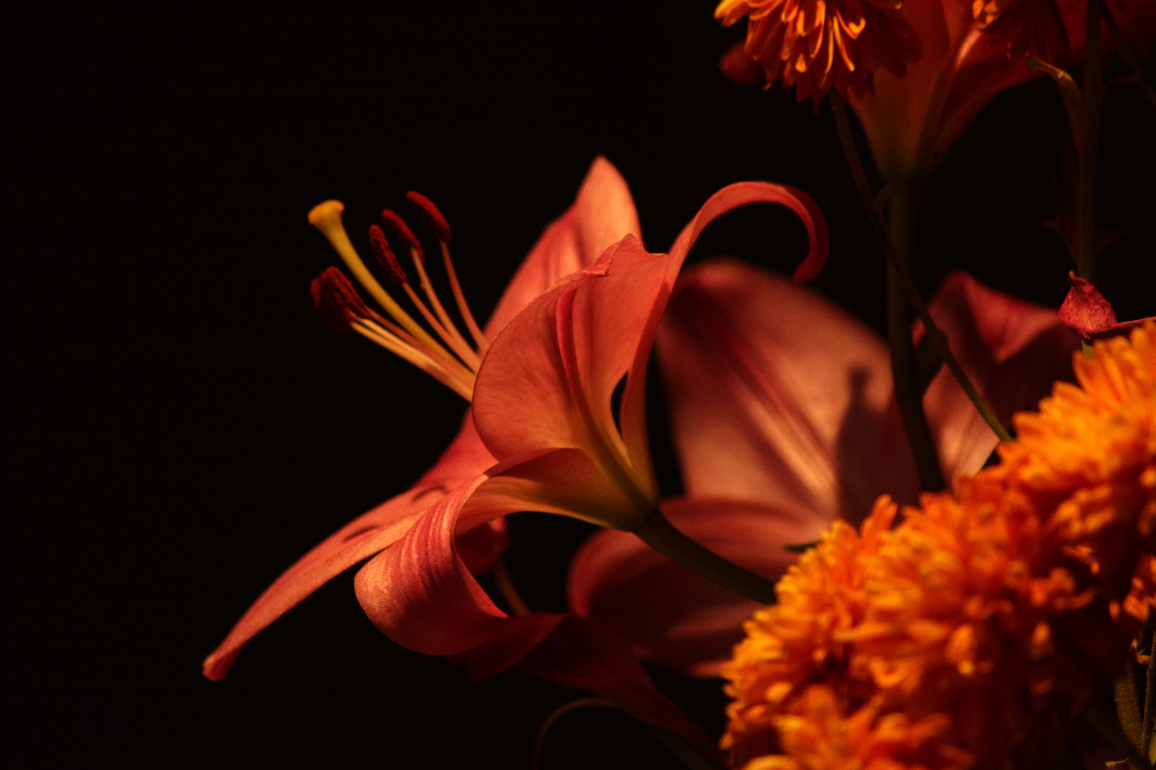 Several flowers against a dark background