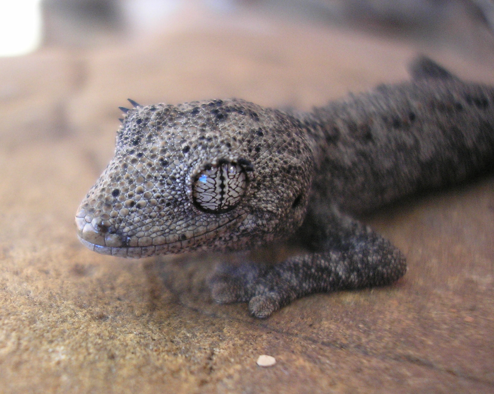 A friendly-looking grey gecko with intricately patterned eyes and spiny 'eyelashes'