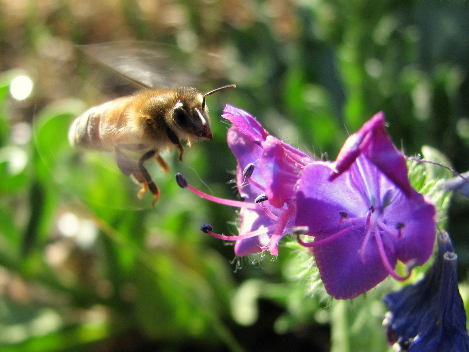 A honeybee coming in for a landing on a purple Paterson's Curse flower