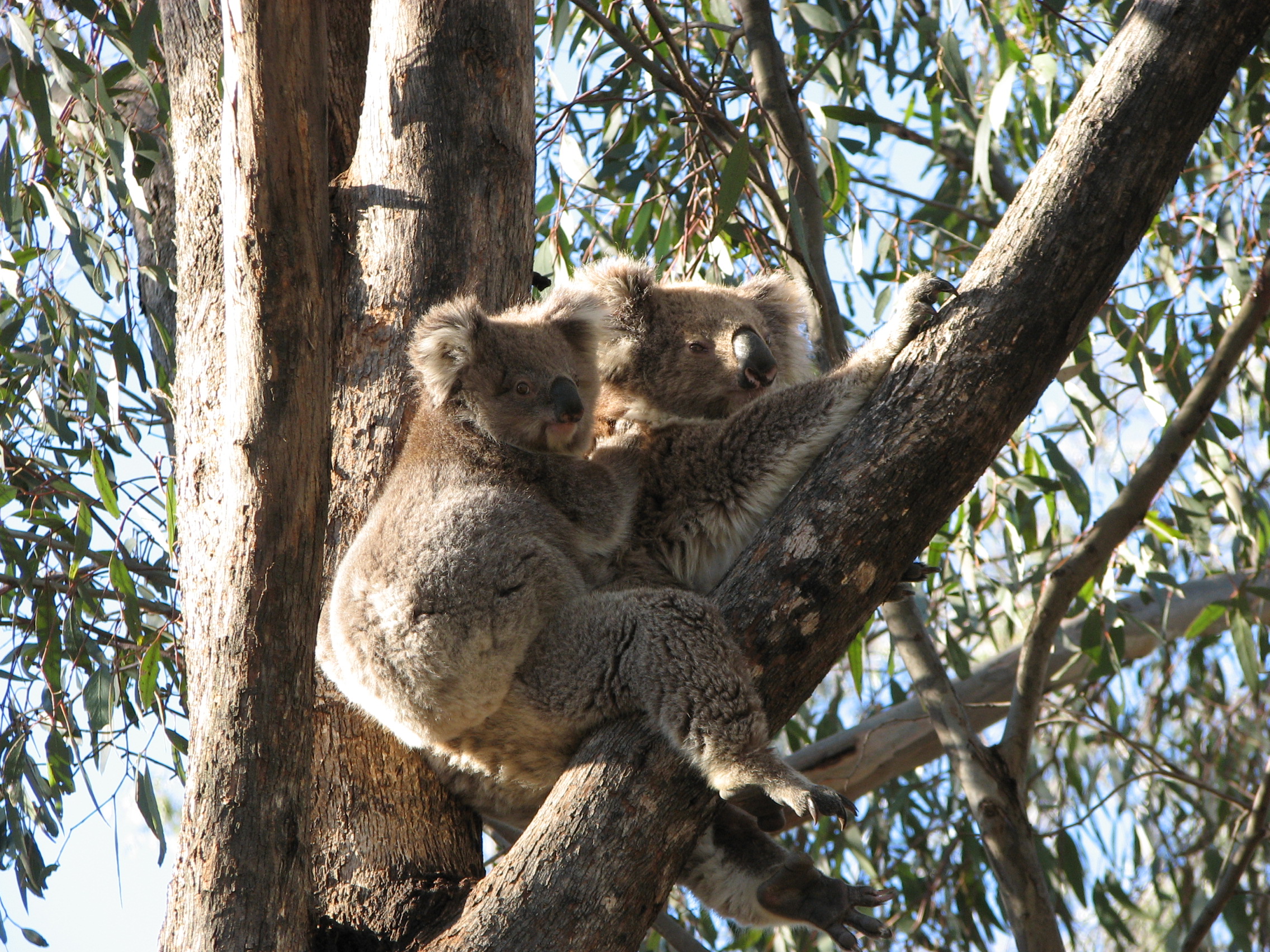 A mother koala with her baby in piggyback mode