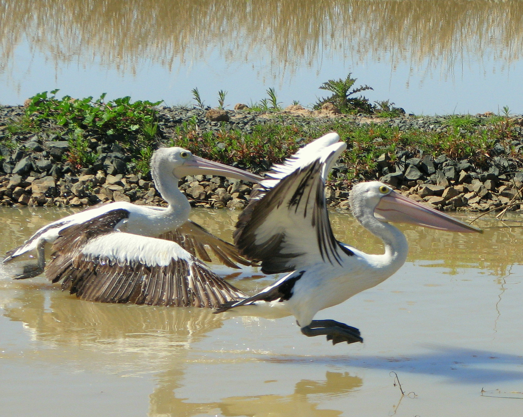 Two Australian pelicans flying close to the water's surface.