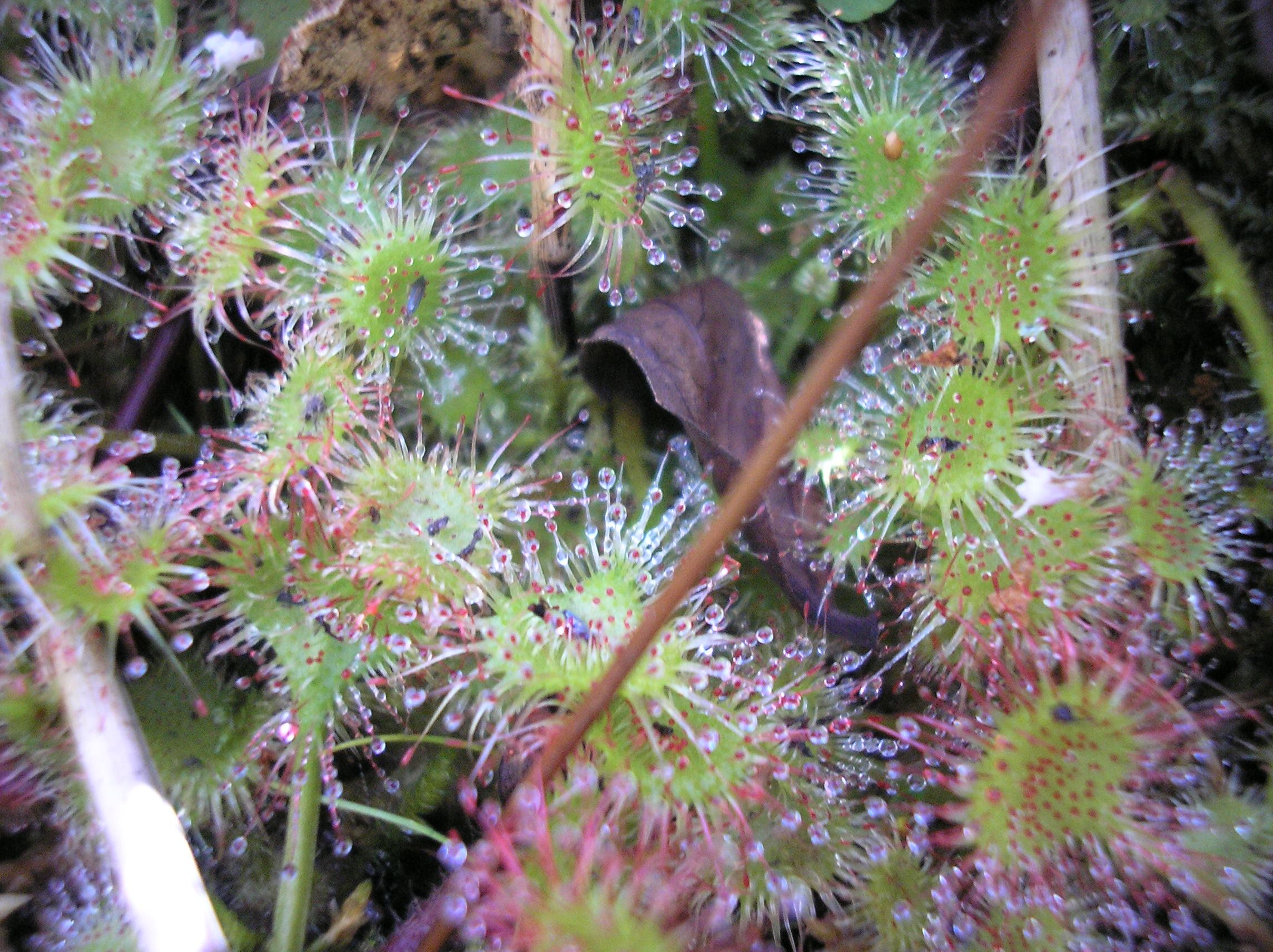 Several sundew carnivorous plants in a swamp