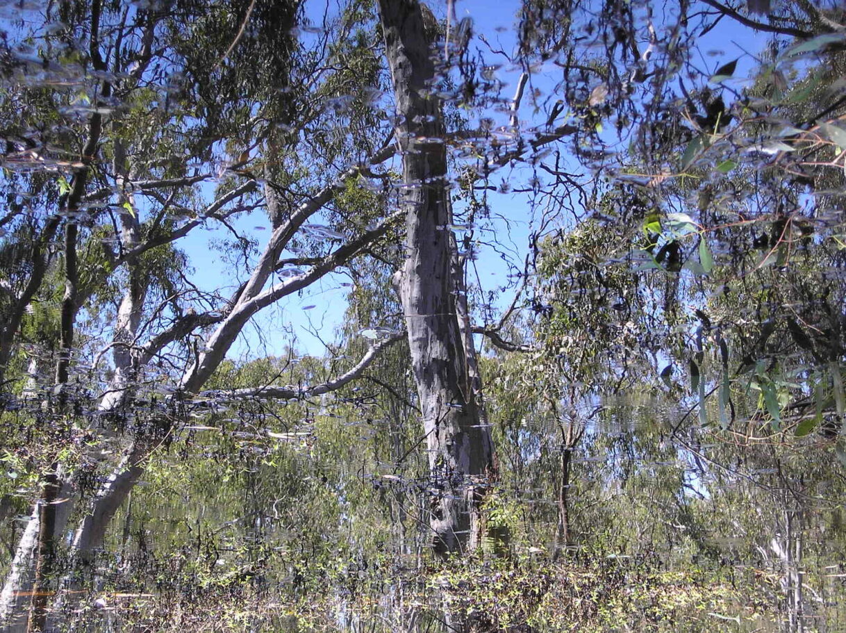 Australian bushland with eucalyptus trees reflected on a watery surface, which is punctuated by fallen leaves