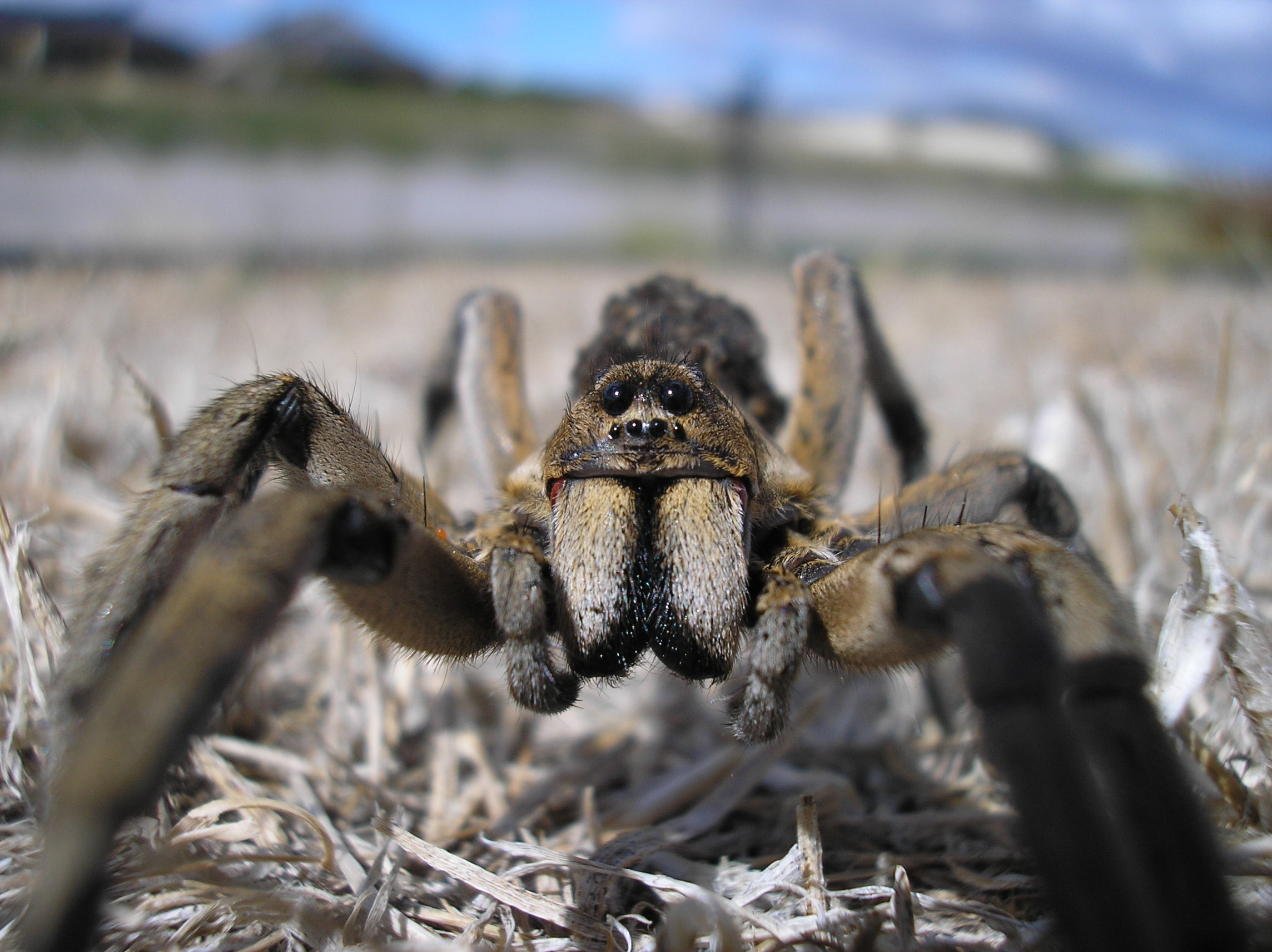 A mother wolf spider with dozens of spiderlings on her abdomen in the background. If you look carefully at her front leg on the left-hand side, you can see the small orange egg of (I suspect) a parasitic fly or wasp.